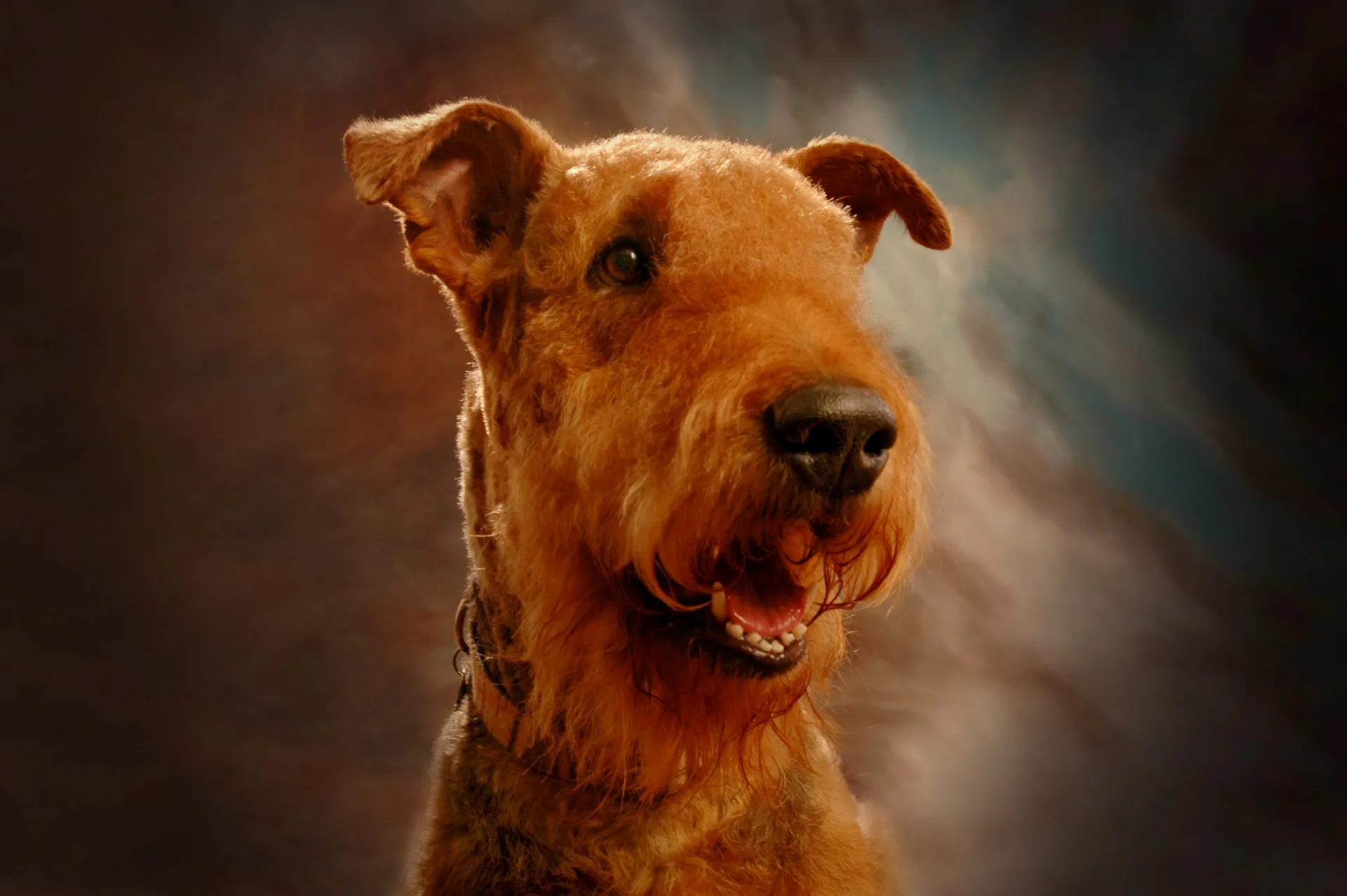 Jesse, a happy Airedale terrier